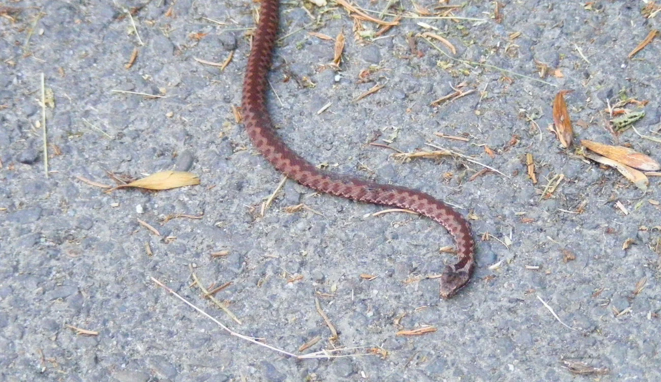 Tak też może wyglądać żmija zygzakowata 