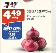 Cebula czerwona