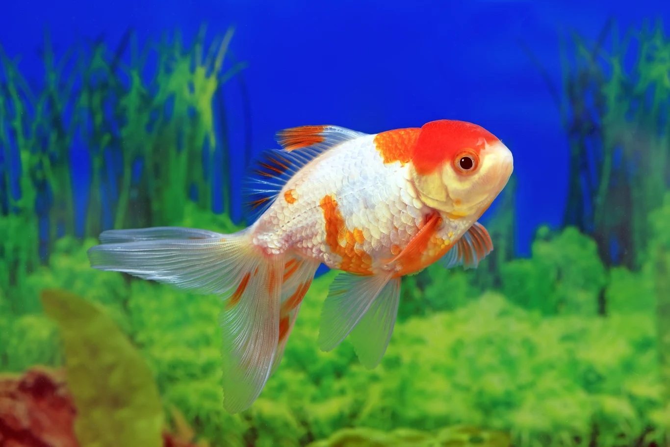 Złote rybki trzymane są powszechnie w akwariach i stawach