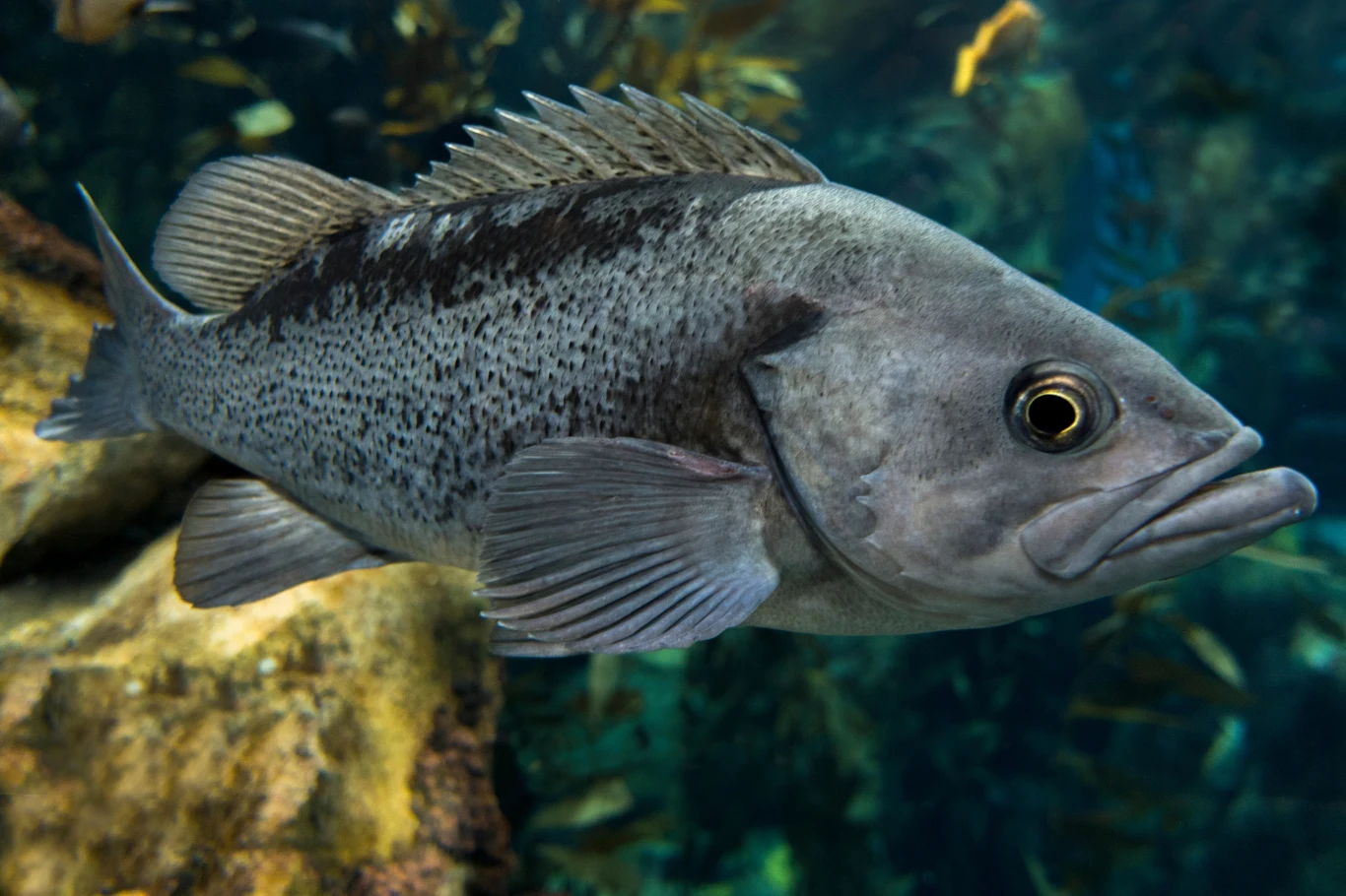 Bass wielkogębowy ma rozwiązać problem złotych rybek