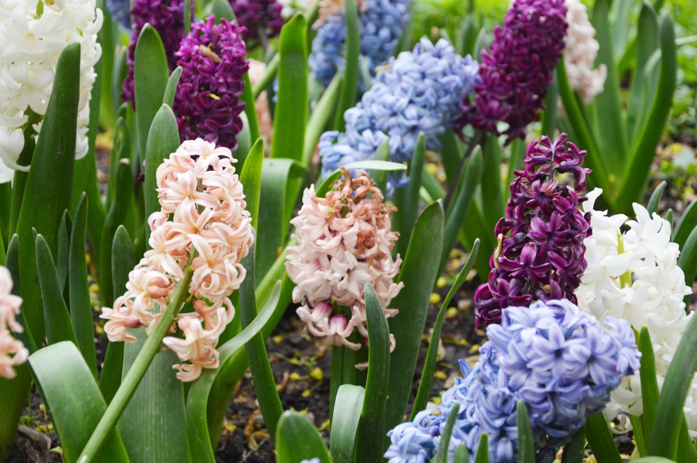 Hiacynty mogą kwitnąć nawet dwa razy dłużej. Musisz tylko zadbać o odpowiednie nawożenie.