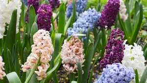 Hiacynty będą kwitły dwa razy dłużej. Wystarczy, że podlejesz je tym 
