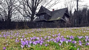 ​Dywany krokusów, schronisko i mniej ludzi niż w Tatrach. Idealny szlak na wiosenną wycieczkę