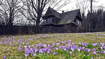 Dywany krokusów, schronisko i mniej ludzi niż w Tatrach. Idealny szlak na wiosenną wycieczkę