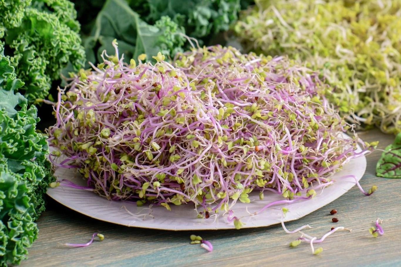 Kiełki jarmużu to maleńkie rośliny, które skrywają w sobie prozdrowotne właściwości Kiełki jarmużu to maleńkie rośliny, które skrywają w sobie prozdrowotne właściwości