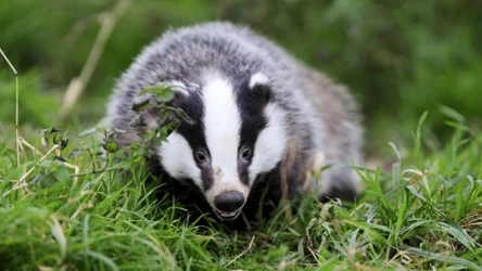 Borsuk europejski łac. Meles meles potrafi chodzić tyłem