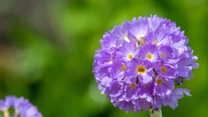 Kilkanaście kwiatów na jednej łodydze. Ta roślina zakwitnie lada moment 