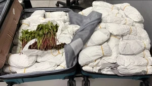 Roślina warta 243 tys. zł w walizce. Kobiecie grozi 20 lat więzienia