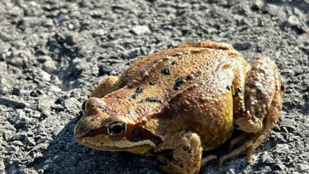Wędrówki płazów to naturalny proces, który niestety wiąże się z wysoką śmiertelnością tych zwierząt na drogach. Na zdjęciu żaba trawna (łac. Rana temporaria)