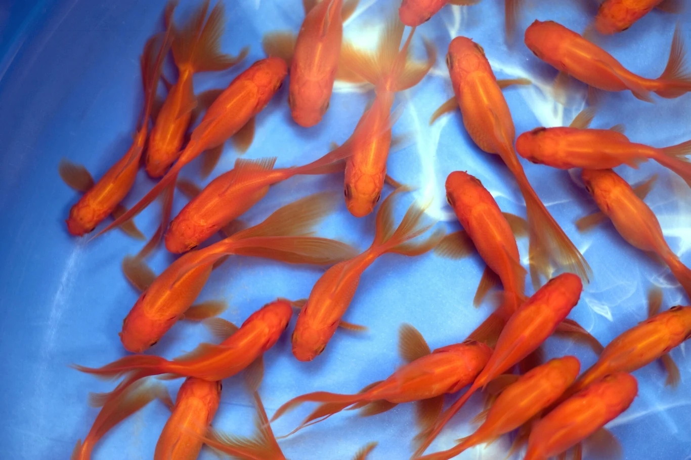 Złote rybki, czyli karasie chińskie wypuszczone do jezior w USA urosły i zaczęły stwarzać potężny problem Złote rybki, czyli karasie chińskie wypuszczone do jezior w USA urosły i zaczęły stwarzać potężny problem