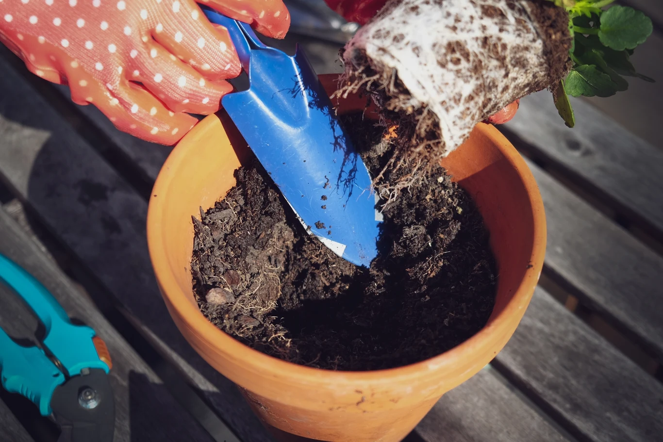 Co poza nawozem powinno wkładać się do doniczki z rośliną? Według przesądów jeden przedmiot ma przynieść bogactwo. 