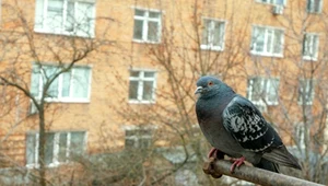 Rozsyp na parapecie i balkonie. Gołębie więcej już nie wrócą