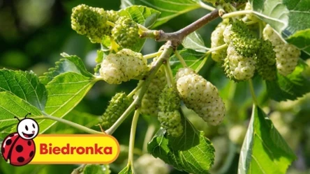 Wśród nietypowych krzewów owocowych w Biedronce znajdziemy morwę białą! 