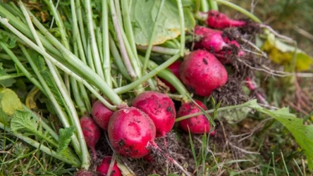 Rzodkiewka będzie miała jeszcze większe i smaczniejsze plony, jeśli zaczniesz ją nawozić.