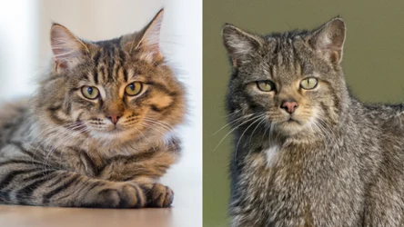 Czy wiesz, po czym rozpoznać żbika? Tak odróżnisz go od kota domowego