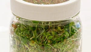 Kiełki to świetny dodatek do sałatki czy na kanapkę. To źródło białka, błonnika, wielu witamin i minerałów