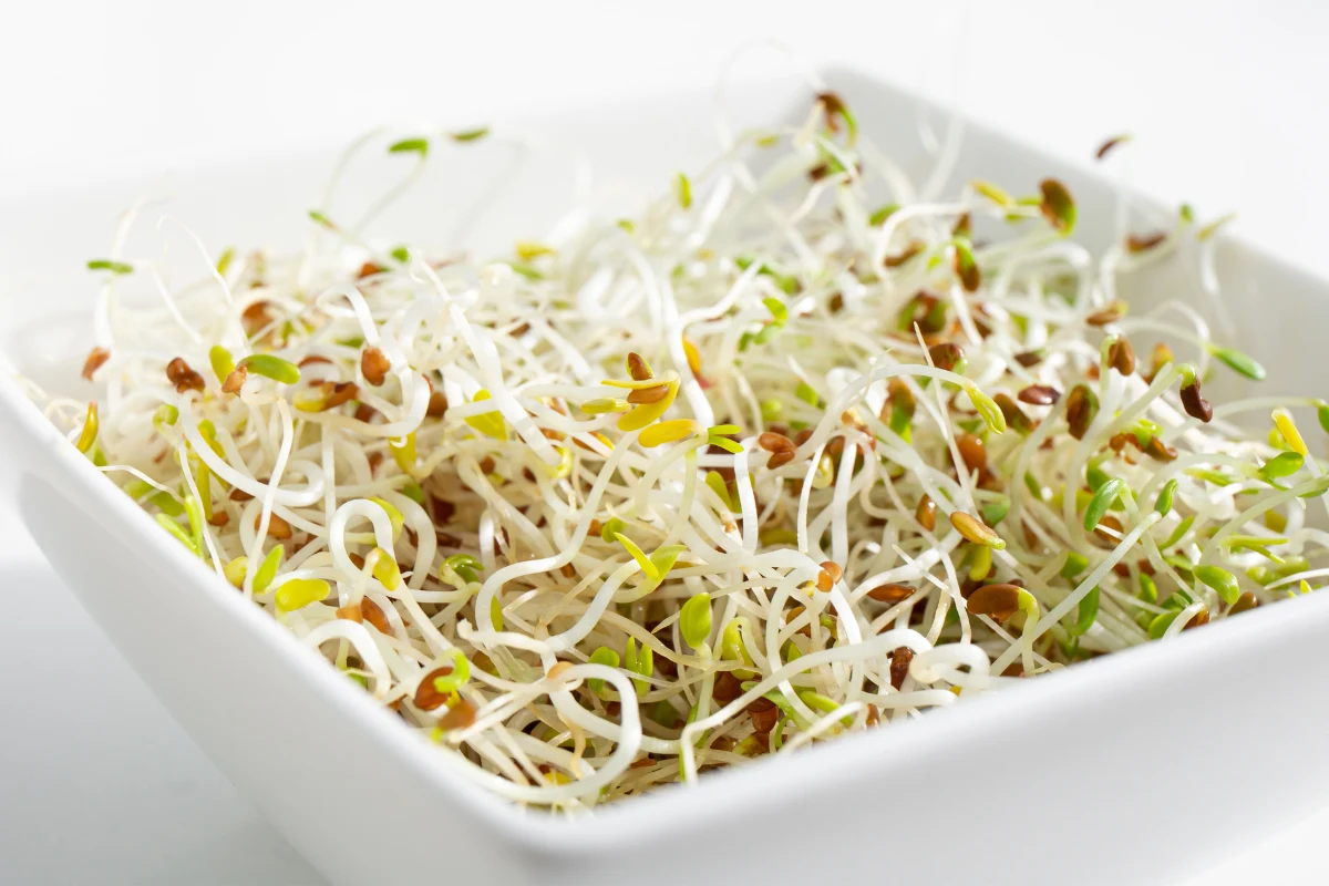 Kiełki lucerny jedz na surowo - w takiej postaci mają najwięcej wartości odżywczych