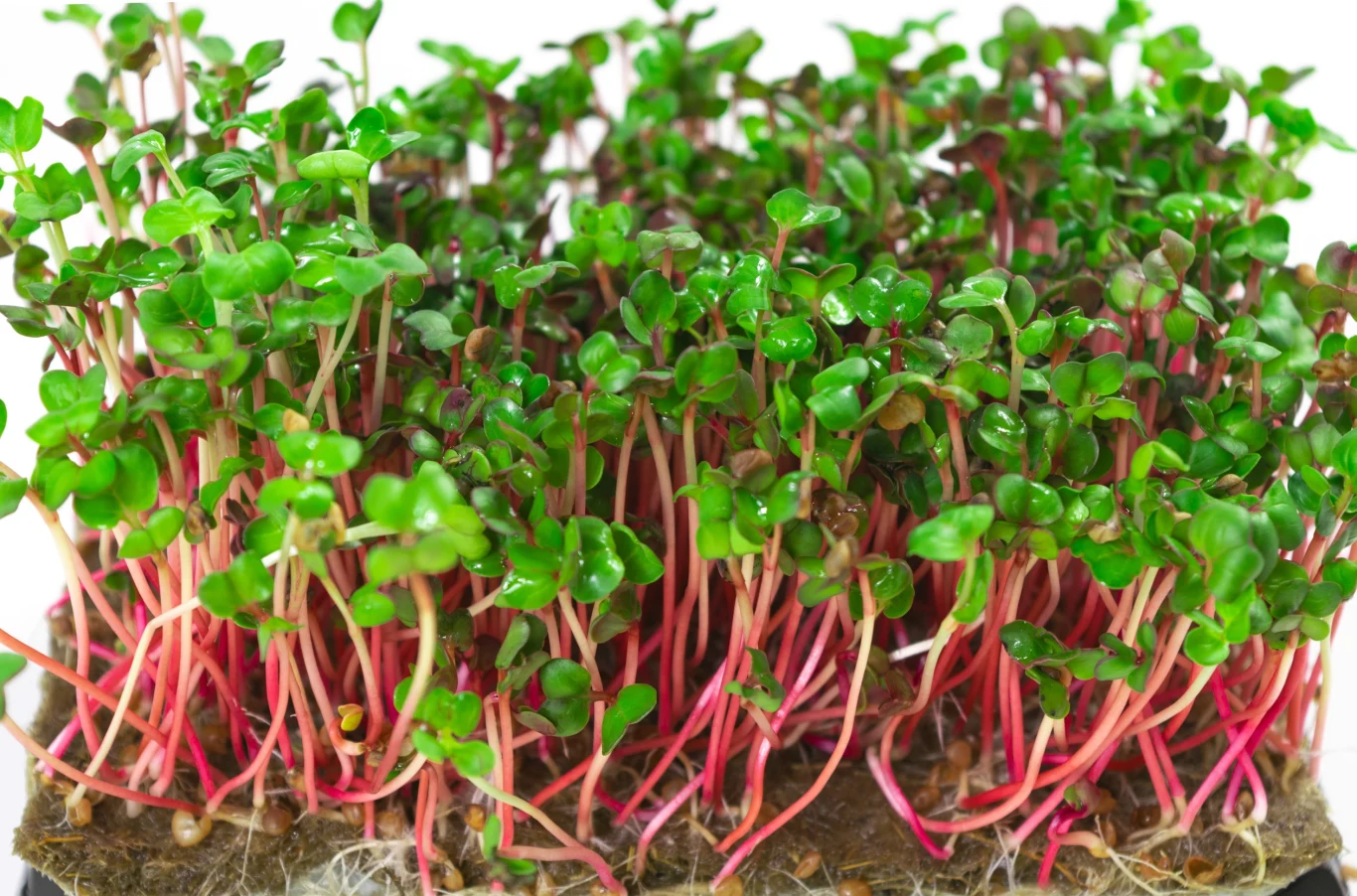 Niewiele osób w Polsce regularnie sięga po kiełki rzodkiewki. Warto jednak włączyć je do diety, bo są bardzo zdrowe Niewiele osób w Polsce regularnie sięga po kiełki rzodkiewki. Warto jednak włączyć je do diety, bo są bardzo zdrowe