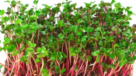 Niewiele osób w Polsce regularnie sięga po kiełki rzodkiewki. Warto jednak włączyć je do diety, bo są bardzo zdrowe