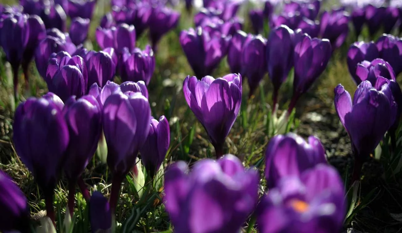 Krokusowe szaleństwo Krokusowe szaleństwo