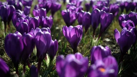 Krokusowe szaleństwo 