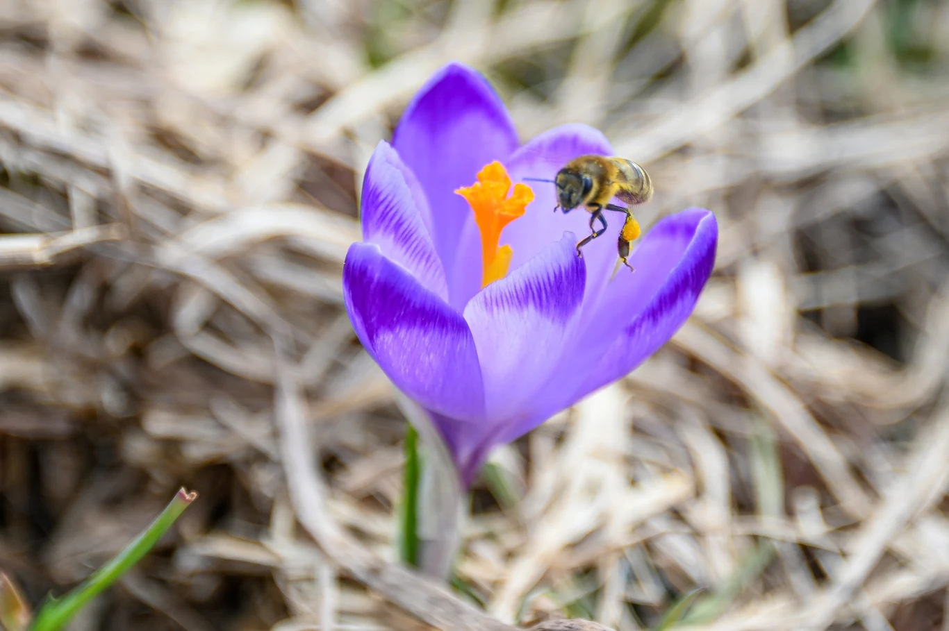 Pierwsze krokusy na Podhalu Pierwsze krokusy na Podhalu