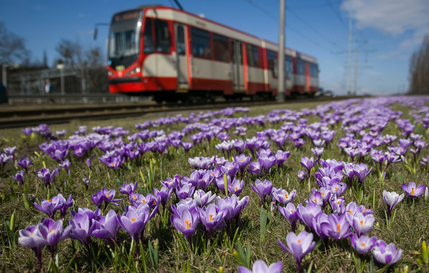 Krokusy uchwycone kilka lat temu na zdjęciu pod gdańskim zieleniakiem Krokusy uchwycone kilka lat temu na zdjęciu pod gdańskim zieleniakiem