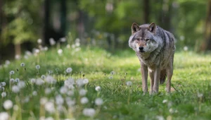 W Łódzkiem widziano watahę czterech wilków. W centralnej Polsce taki widok to sensacja