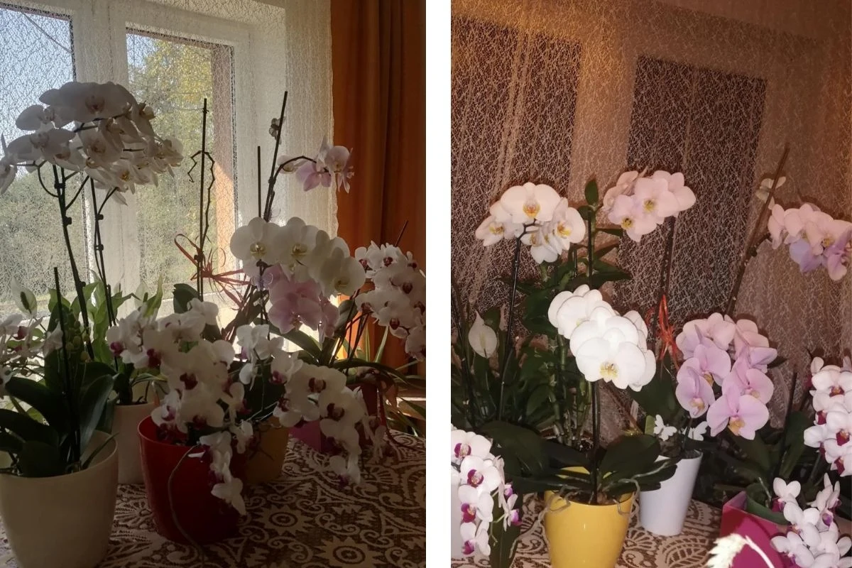 Storczyki Zofii kwitną cały rok (zdjęcia wykonane latem i zimą)