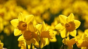 Wiosną nakarm tym swoje narcyzy. Będą uginać się pod ciężarem kwiatów