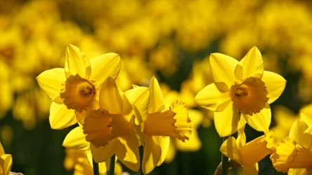 Narcyzy to wiosenne kwiaty o niepowtarzalnej urodzie. Musisz o nie jednak odpowiednio dbać