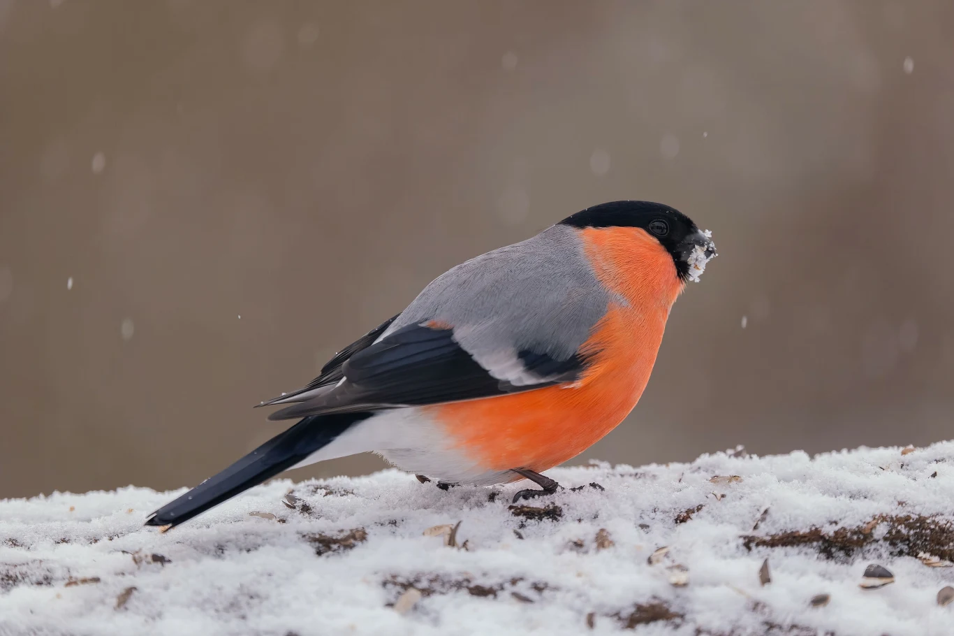 Gil jest ptakiem przylatującym do nas na zimę, ale wiele z nich mieszka u nas na stałe Gil jest ptakiem przylatującym do nas na zimę, ale wiele z nich mieszka u nas na stałe