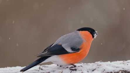 Gil jest ptakiem zwiastującym zmiany