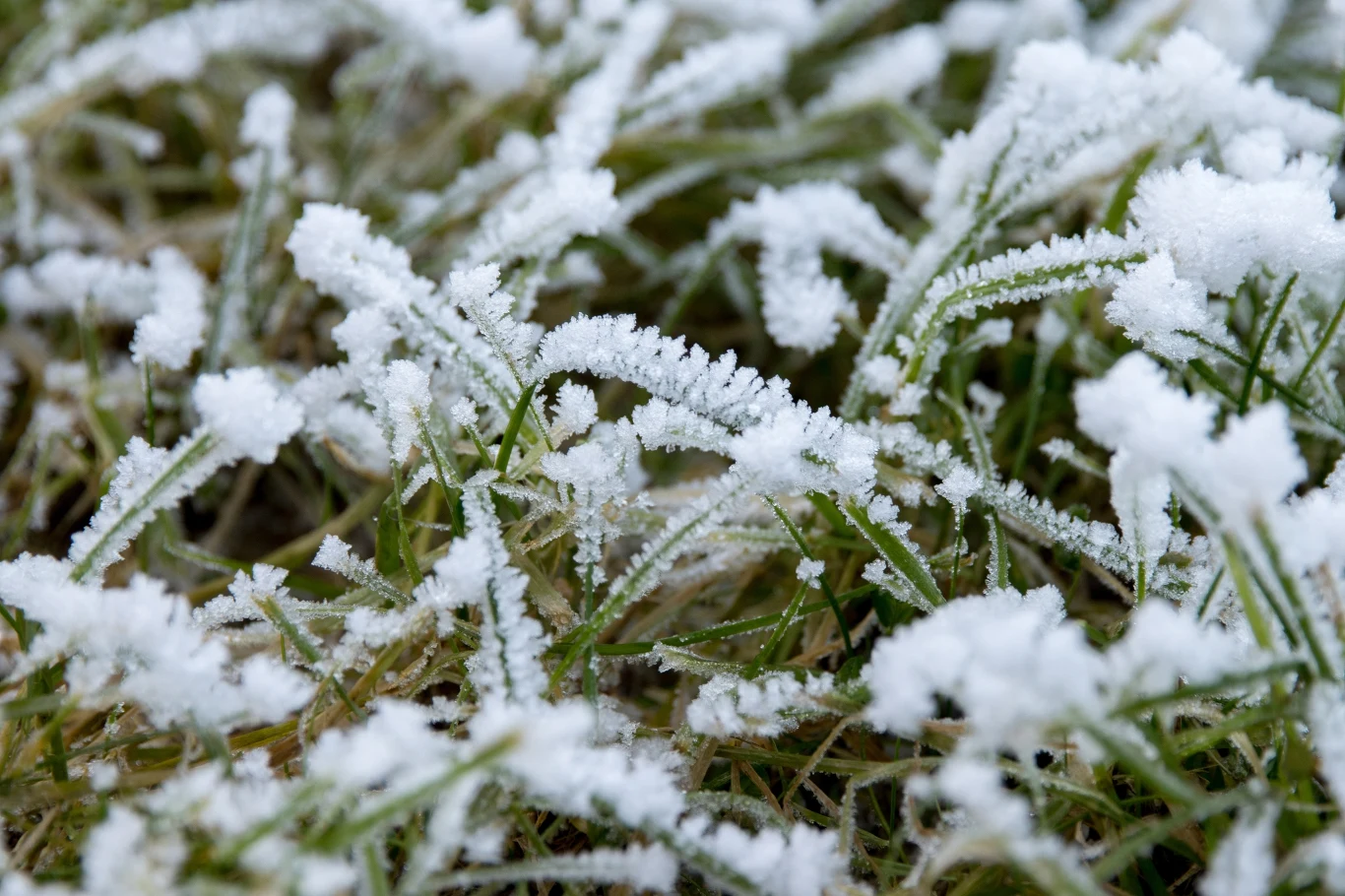 Przymrozki bez śniegu są ryzykowne dla przyrody