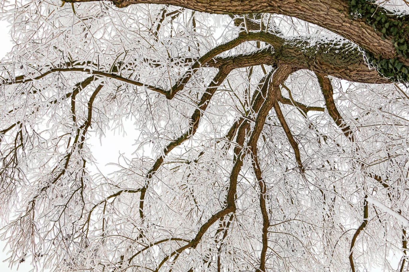 Polskie rośliny pokryły się szronem. Przymrozki wróciły