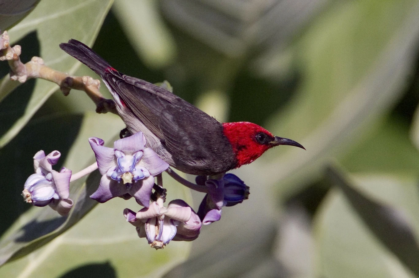 Miodówka czerwonogłowa to jeden z najpiękniejszych gatunków Azji Miodówka czerwonogłowa to jeden z najpiękniejszych gatunków Azji