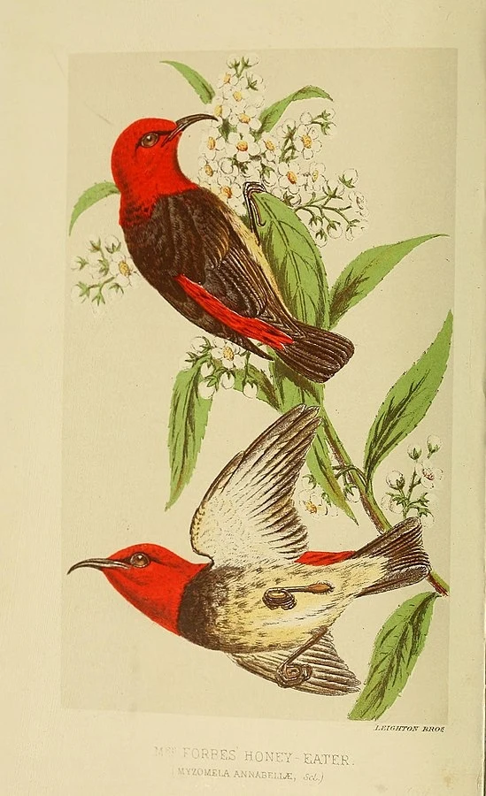 Miodówka przepasana ma charakterystyczne czerwone pióra