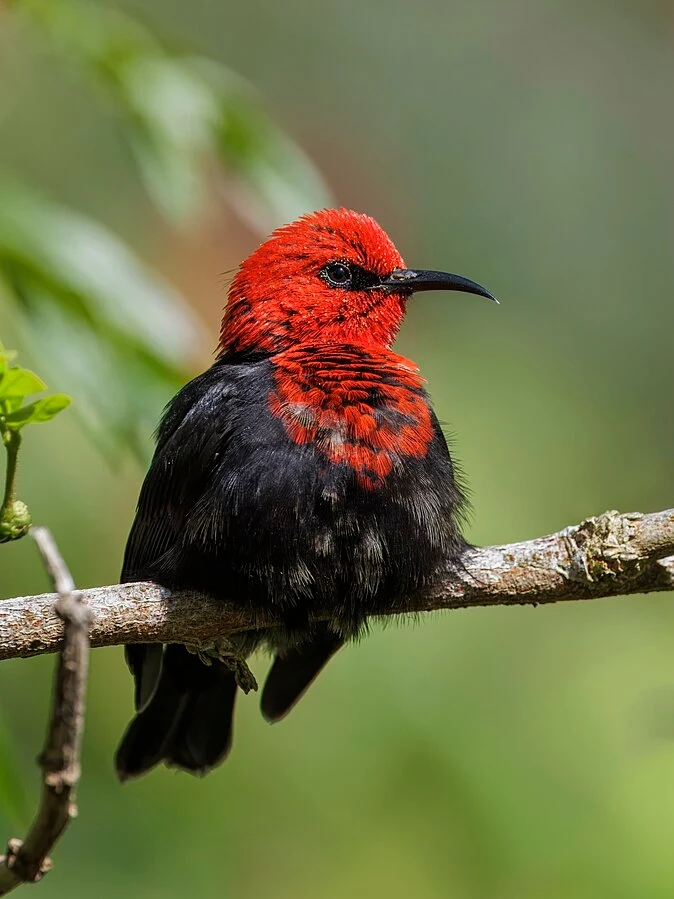 Miodówki często mają czerwone głowy. Tu miodówka z Samoa
