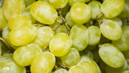 Zielone odmiany winogron zazwyczaj mają słodki i orzeźwiający smak. Nie oznacza to jednak, że te czerwone czy fioletowe są niedobre