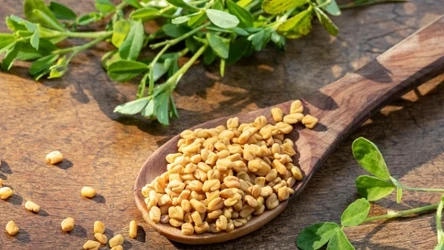 Nasiona kozieradki pomagają obniżyć poziom cukru. 