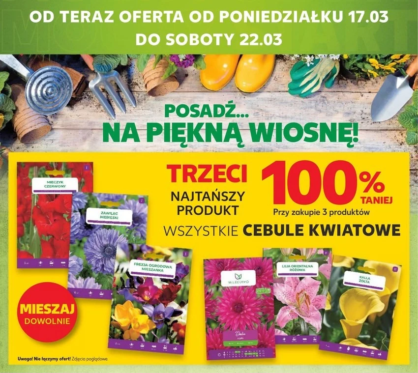 Cebulki kwiatowe - trzecie gratis w Kauflandzie! 