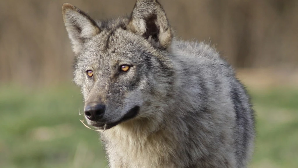 Atak wilka na człowieka w Bieszczadach. Leśnik w strachu musiał uciekać na drzewo