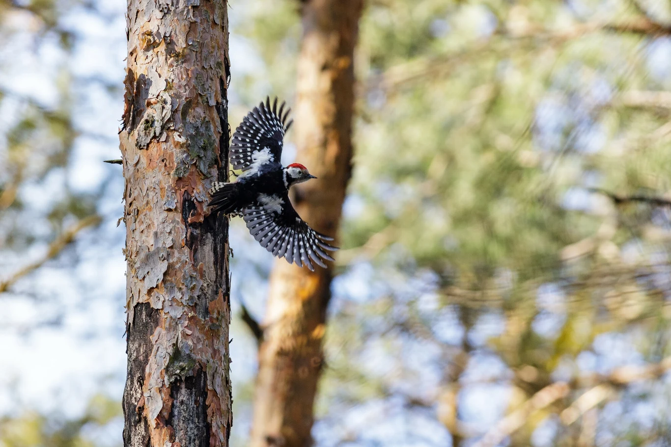 Dzięcioł średni prawie wcale nie werbluje podczas toków