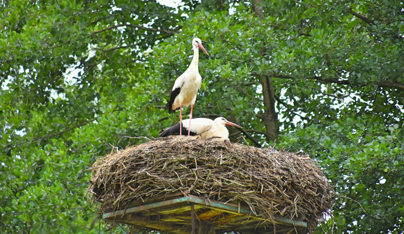 Bociany z Pentowa na Podlasiu 