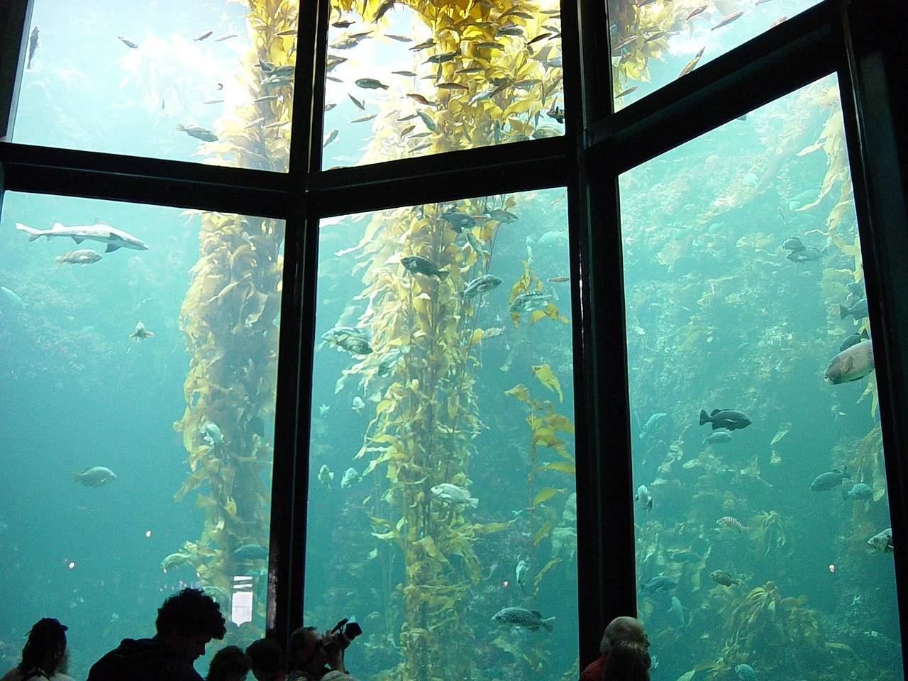 Akwarium Monterey Bay zbudowane jest z wielkich okien ze szkła akrylowego