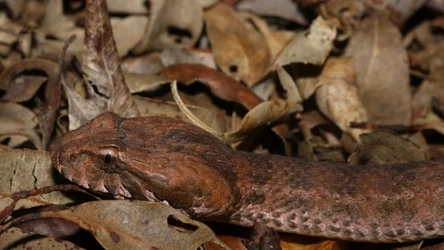 Zabójcza żmija ma dodatkowego kła. Badacze byli w szoku