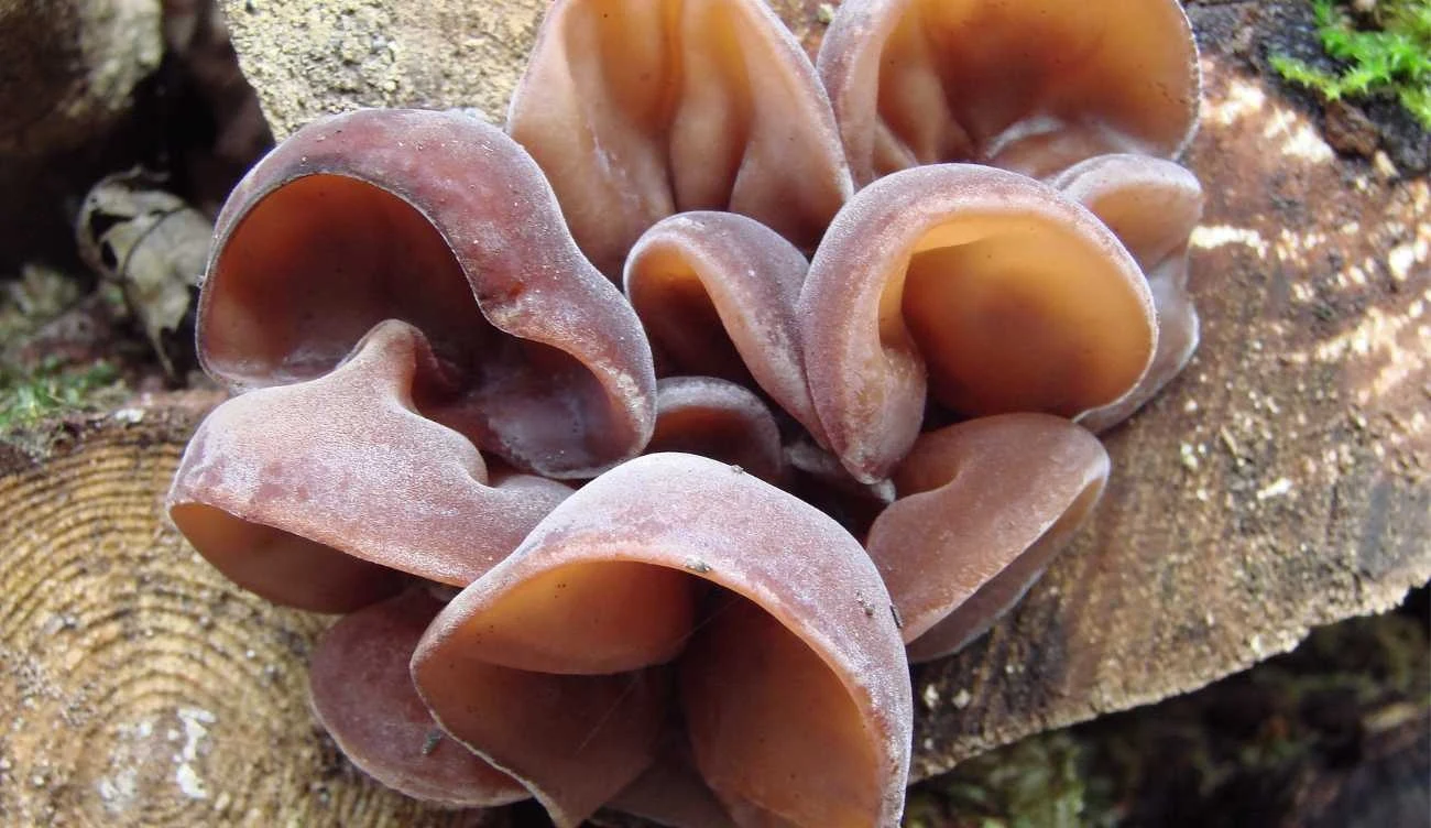 Widziałeś go w lesie? Widziałeś go w lesie?