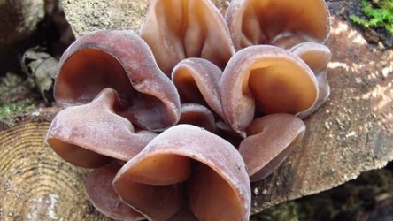 Widziałeś go w lesie?