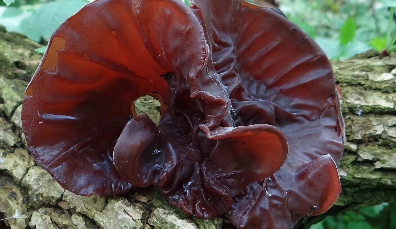 Uszak bzowy to jadalny grzyb. Jakie ma właściwości? Uszak bzowy to jadalny grzyb. Jakie ma właściwości?