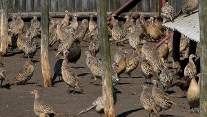 Kartkówka z biologii. Rozpoznasz zwierzę po jednym zdjęciu?